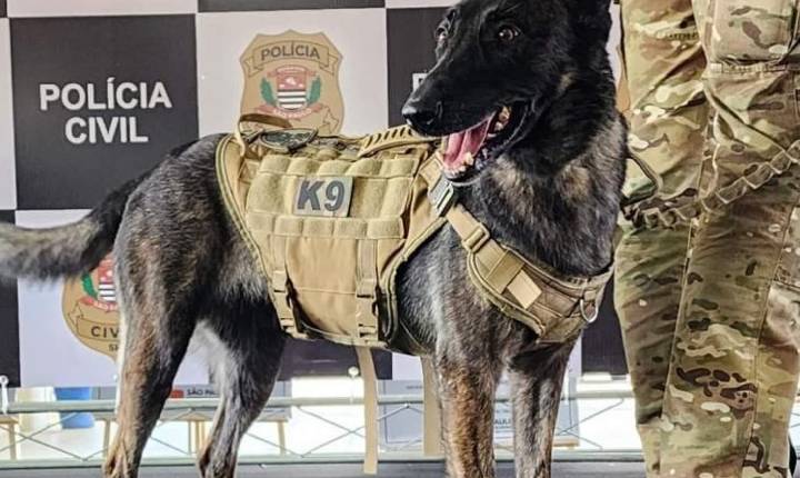 De Franco da Rocha para todo o estado: Pioneirismo do GOE na cinotecnia policial ganha regulamentação histórica