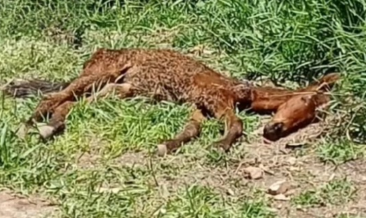 Guarda Ambiental de Cajamar resgata potro em estado grave de saúde