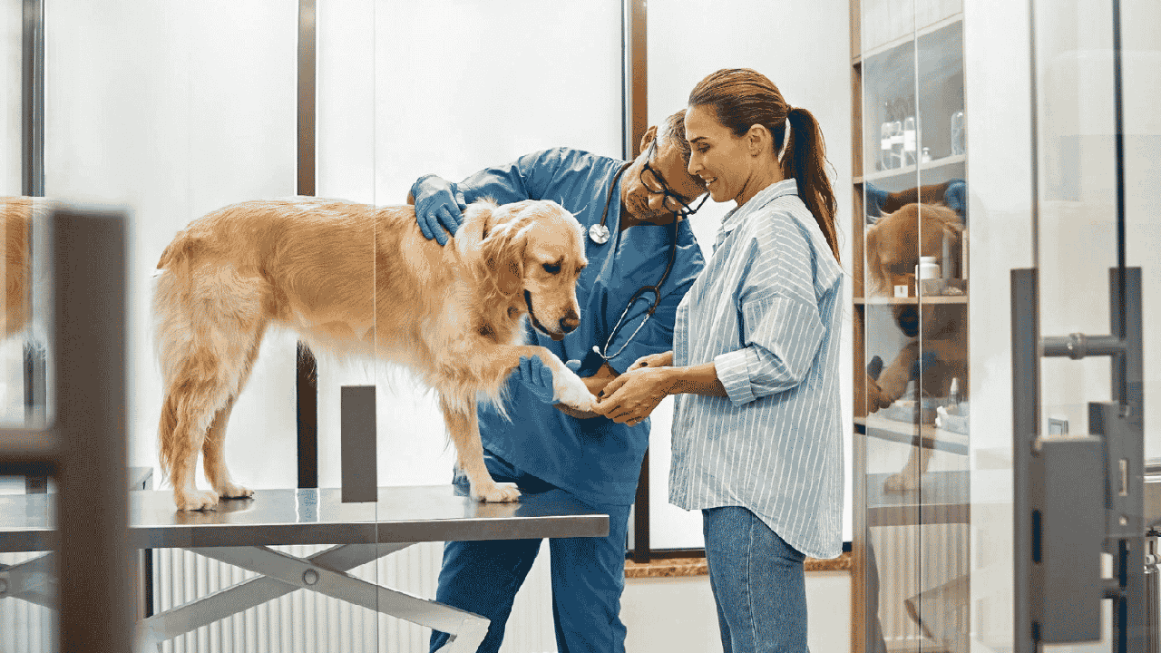 Hospital veterinário público é anunciado pela prefeitura de Francisco Morato