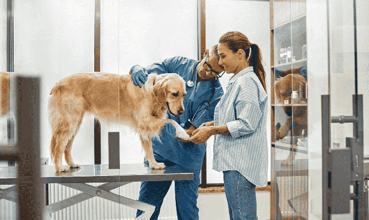 Hospital veterinário público é anunciado pela prefeitura de Francisco Morato