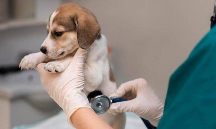 Mairiporã promoverá castração gratuita para cães e gatos em janeiro de 2026, confira a programação