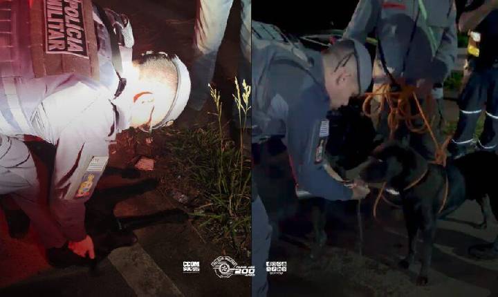 Polícia Militar resgata cães em situação de risco no município de Mairiporã
