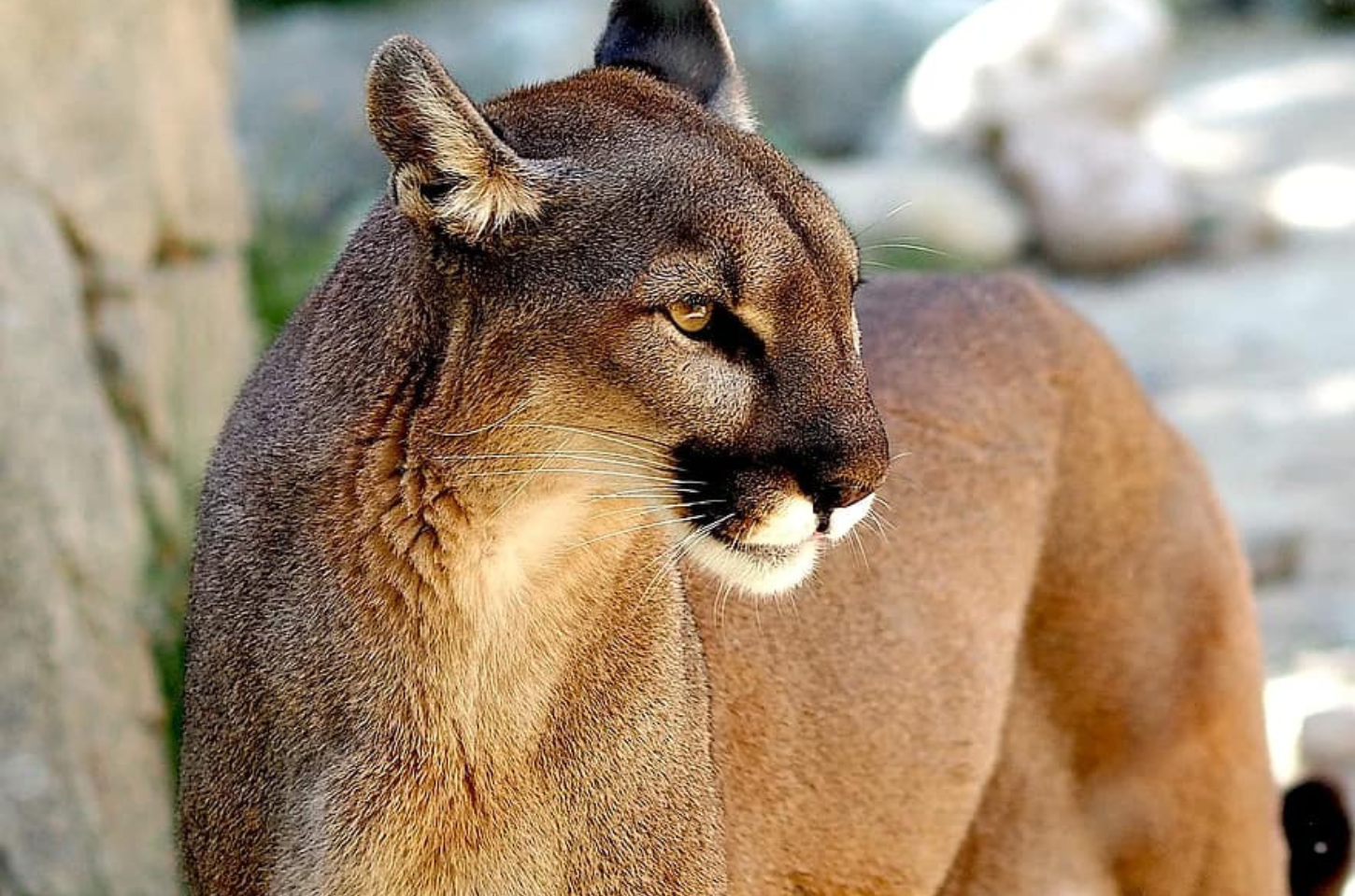 Mairiporã promove Semana do Meio Ambiente com palestras e atividades educativas