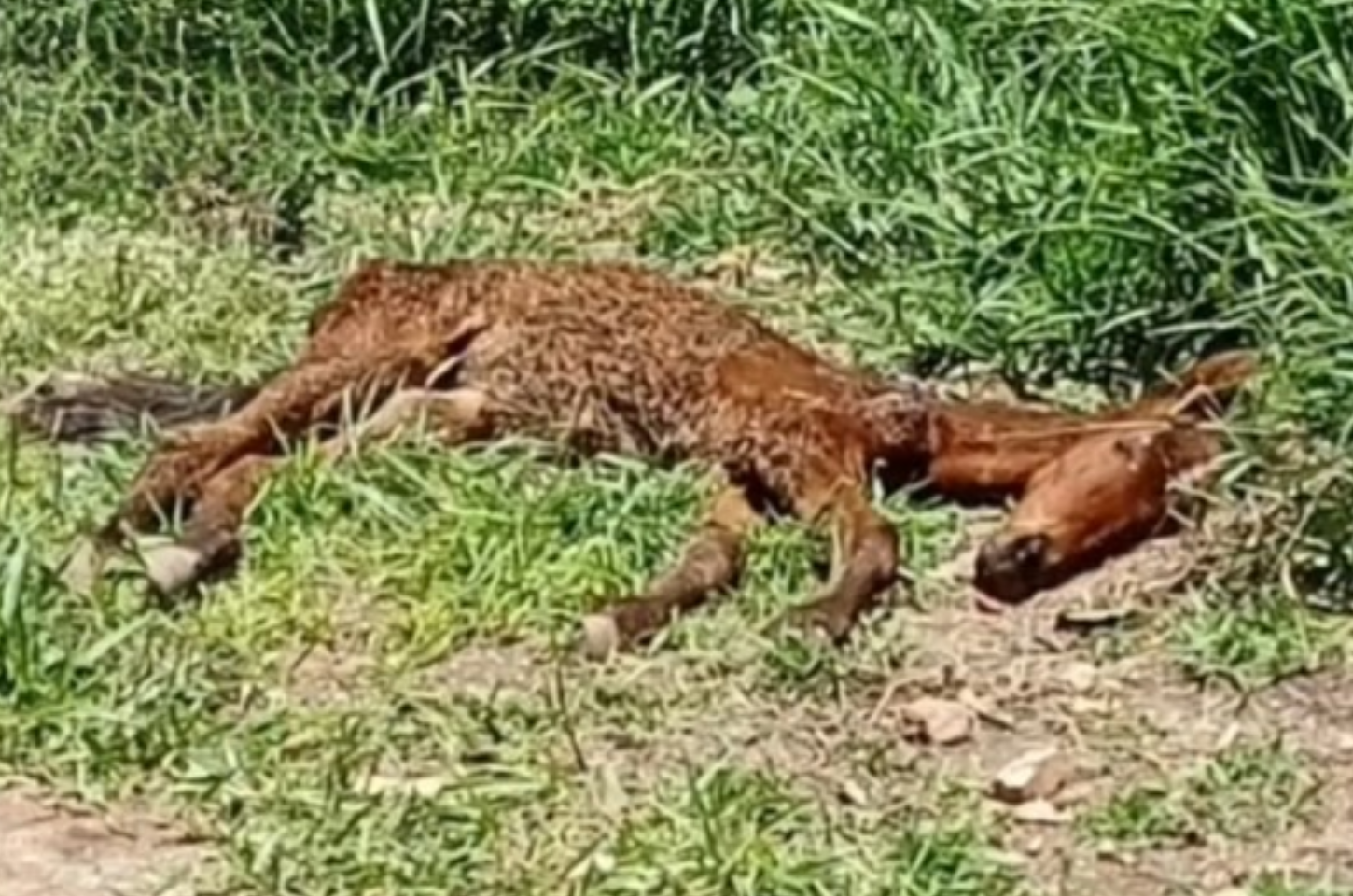 Guarda Ambiental de Cajamar resgata potro em estado grave de saúde