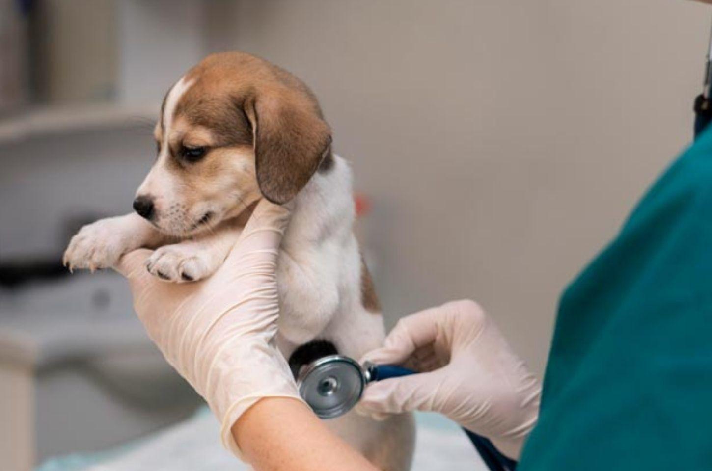 Mairiporã promoverá castração gratuita para cães e gatos em janeiro de 2026, confira a programação