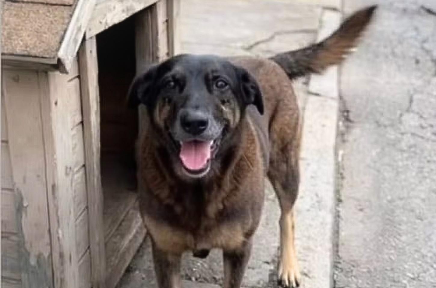 Como a morte do cão Orelha tomou proporção mundial