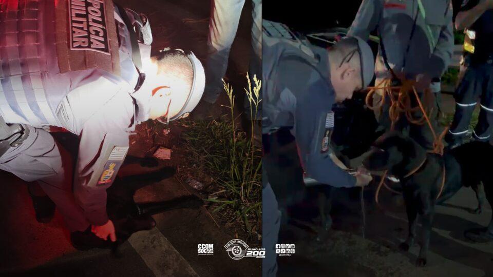 Polícia Militar resgata cães em situação de risco no município de Mairiporã