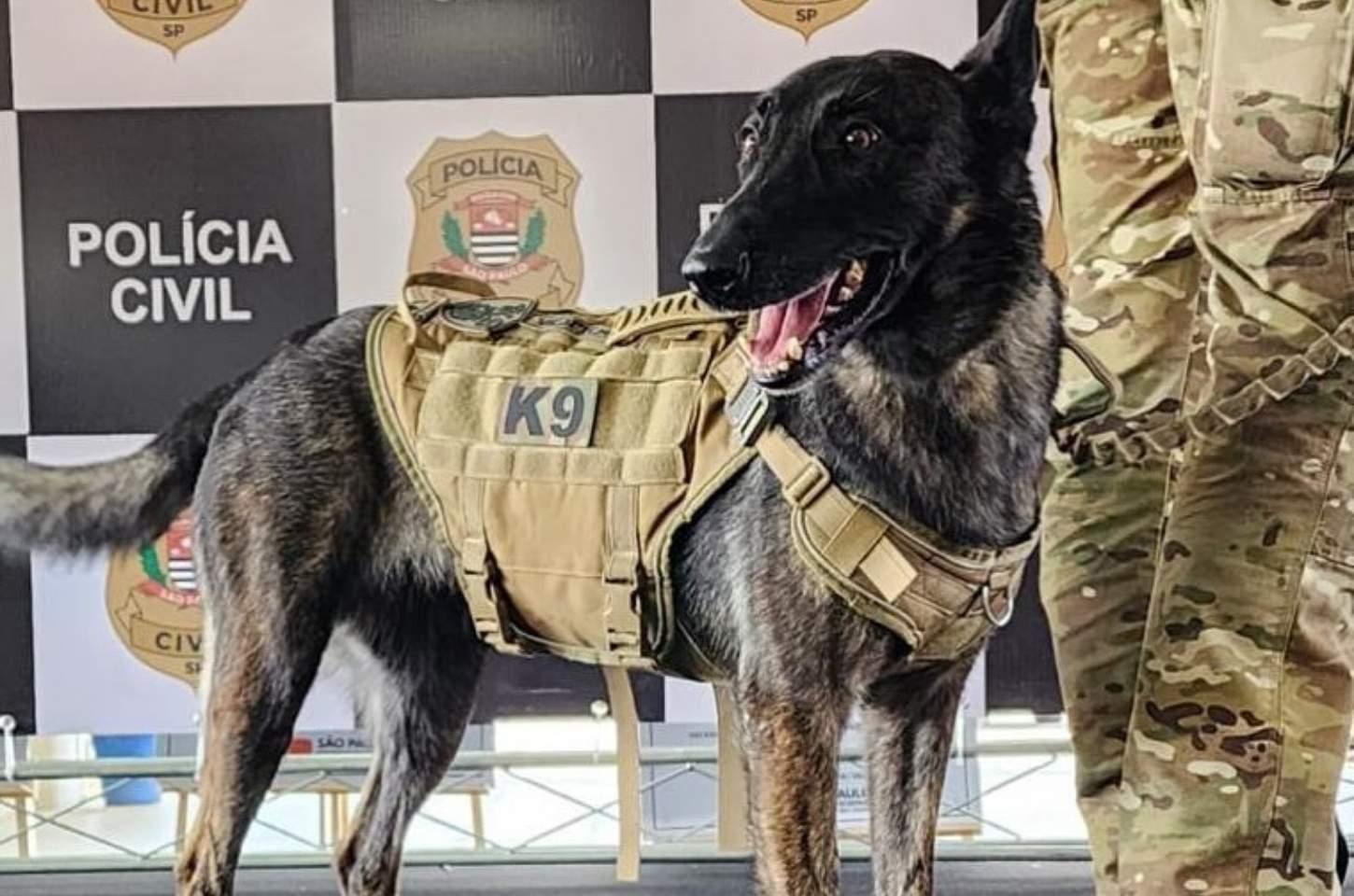 De Franco da Rocha para todo o estado: Pioneirismo do GOE na cinotecnia policial ganha regulamentação histórica