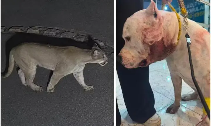 Pitbull enfrenta onça-parda e protege família dentro de condomínio